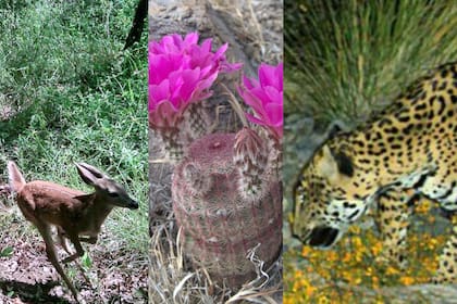 Cientos de especies protegidas se pondrían en riesgo por el trazado del Tren (Canva- Rancho Aribabi)