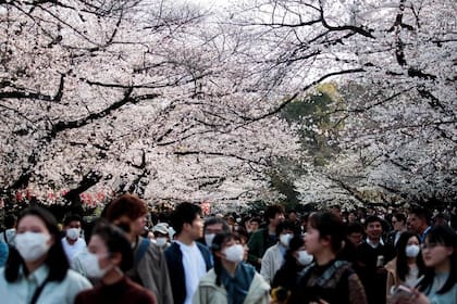 Reuniones multitudinarias, como las del día de la Primavera en Tokio, con miles de jóvenes, ya no serán posibles ante la nueva medida contra el coronavirus