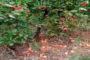 “Se pudre”: bronca de un productor por manzanas sin otro destino que el suelo