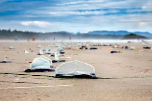 Cientos de medusas marinas (Velella velella) han sido arrastradas a la costa en Vancouver, Canadá