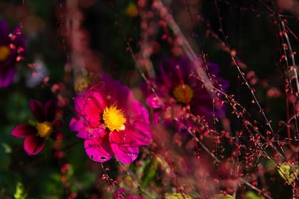 Cientos de miles de especies se conjugan en los jardines.