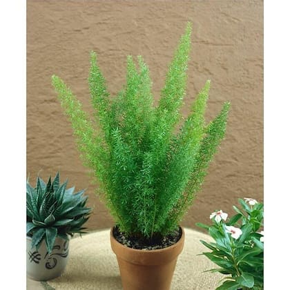 Ciertas plantas, como la del espárrago o asparagus, son conocidas por su poderosa capacidad de absorber la humedad