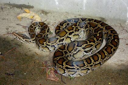 Ciertas serpientes desarrollaron un truco genético único para evitar ser devoradas por serpientes venenosas