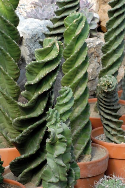 Ciertos cactus como los Cereus concentrar toda su energía en una breve pero intensa oportunidad de reproducción