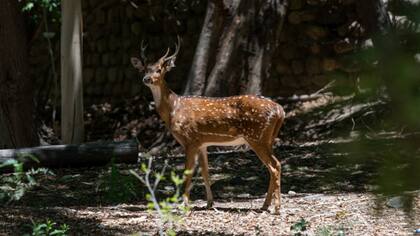 Ciervo colorado, la especie que se suma a los animales que pueden cazarse