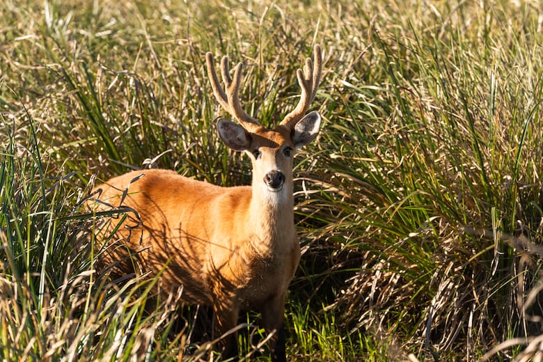 Iberá sin motores: cómo explorar el portal San Nicolás entre ciervos, yacarés y aves autóctonas