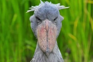 “Con boca de ametralladora”: conocé el pájaro africano que come cocodrilos y mata a sus hermanos