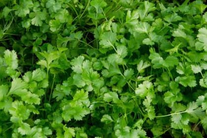 cilantro