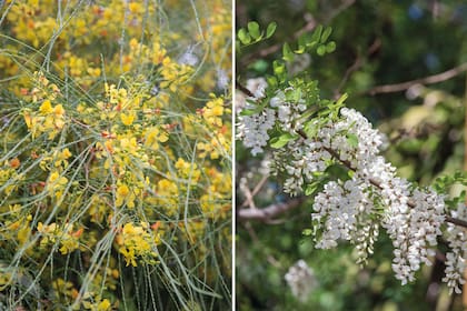Cina-cina (Parkinsonia praecox) y acacia blanca (Robinia pesudoacacia), dos árboles para secano de poco y escaso riego.