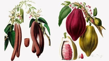 Cinchona, el remedio de Sudamérica para la enfermedad que los europeos importaron al continente