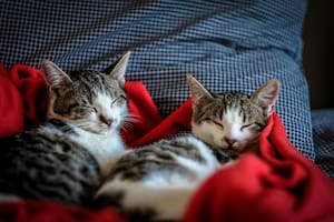 Cinco beneficios de adoptar dos gatos