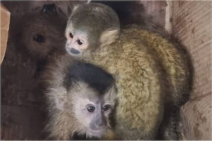 Cinco monos fueron rescatados en un paraje de Salta
