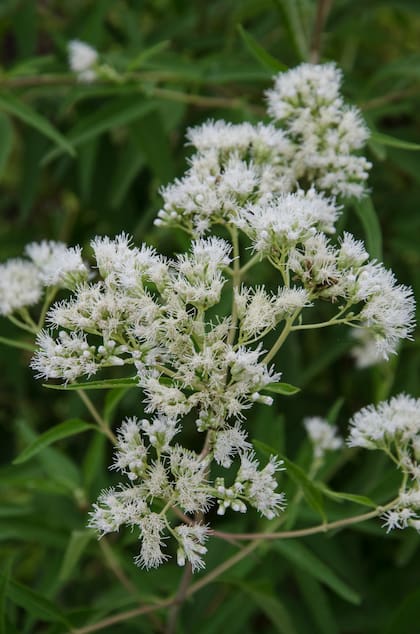 Cinco o seis horas diarias de sol garantizarán sus flores de exquisito aroma