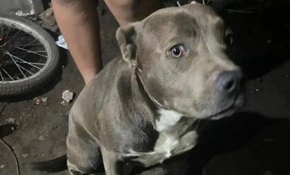 Cinco pitbulls atacaron a un reconocido neurocirujano mendocino