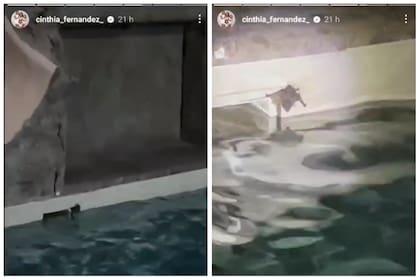 Cinthia Fernández mostró al murciélago que quedó atrapada en la pileta