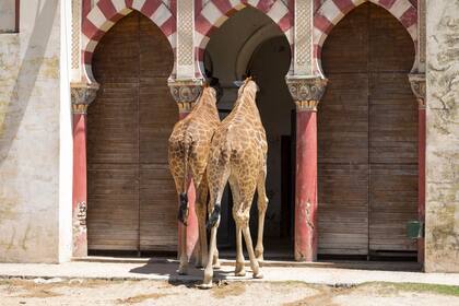 Ciro y Buddy Viven juntos en una parcela aislada del circuito turístico habilitado, puesto que, a diferencia de otros animales que sí son exhibidos (como los camellos), las jirafas son más sensibles al paso de la gente y a los gritos. 
