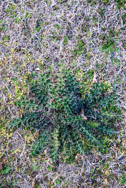 Cirsium vulgare, nativo de Europa, Asia, norte de África, y más tarde introducido a América.