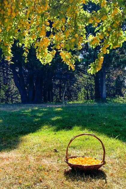 Ciruelas, damascos, duraznos y pelones pueden estar listos para ser cosechados en esta época.