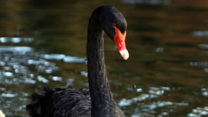 Los expertos llaman cisne negro a un evento inesperado que trastorna las predicciones.