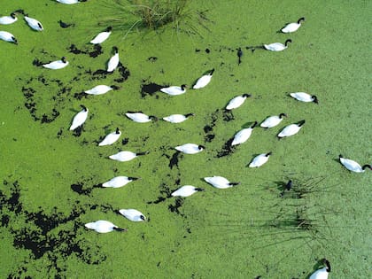 Cisnes de cuello negro en el PN Ciervo de los Pantanos.