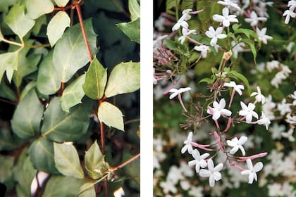 Cissus antarctic y Jasminum polyanthum, dos especies que se pueden usar en altura para crear un entorno natural y fresco