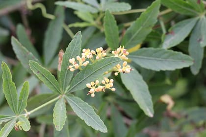 Cissus palmata, un clásico poco usado
