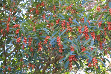 Citharexylum montevidense es otra especie útil para generar barreras sonoras