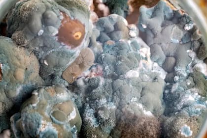 No todos los hongos melanizados parecían absorber radiación.