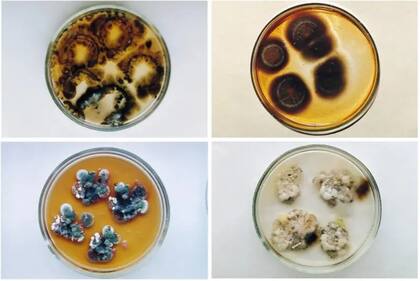 Cultivos hallados en la cuarta unidad de Chernóbil, incluyendo Cladosporium sphaerospermum. La placa superior derecha muestra claramente la melanización.