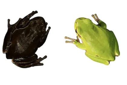 La radiación ionizante puede haber provocado que las ranas arbóreas dentro de la zona de exclusión de Chernóbil tuvieran la piel más oscura (izquierda) que las que estaban fuera de ella (derecha).