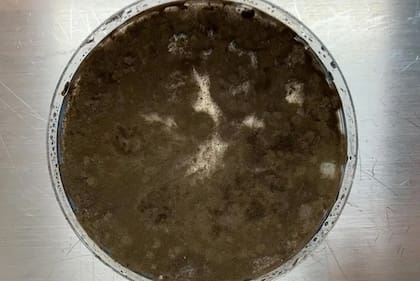 El aislado de Cladosporium sphaerospermum de Chernóbil, cultivado en una placa de agar de papa y dextrosa, muestra una melanización muy alta.