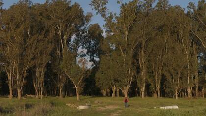 Clara se pierde en el bosque (Cinetren).