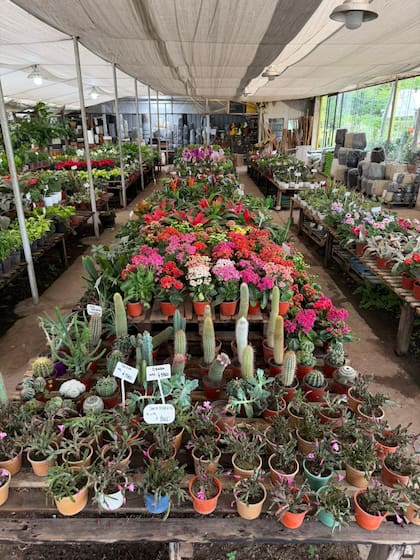 Clásicos del vivero