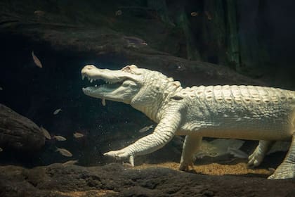 Claude nació en Louisiana y fue trasladado a Florida y, finalmente, a California