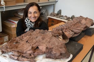 Una argentina halló en África un gigantesco tetrápodo de 285 millones de años de antigüedad