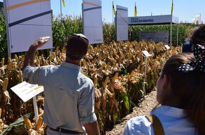 Claudio Pastor, gerente de Desarrollo de Nidera Semillas, explicó que en el lugar se pueden ver simulaciones de distintos ambientes y densidades que van desde 45.000 a 130.000 plantas en diferentes híbridos de maíz