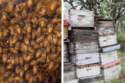 Claudio siguió a las abejas por buena parte de Córdoba hasta establecerse en San Marcos Sierras.