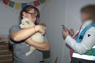 Clausuraron a dos criaderos ilegales y rescataron a 18 perros Shiba Inu que estaban hacinados