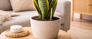 El truco del palito de madera en la lengua de suegra