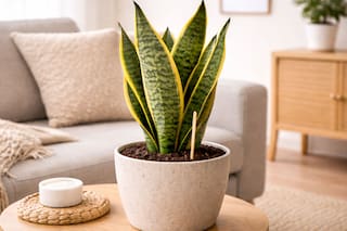 El truco del palito de madera en la lengua de suegra