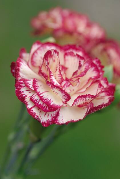 Clavel (Dianthus caryophyllus), la flor que representa a España.