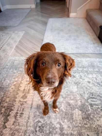 Clay pudo cerrar su historia y fue adoptado.