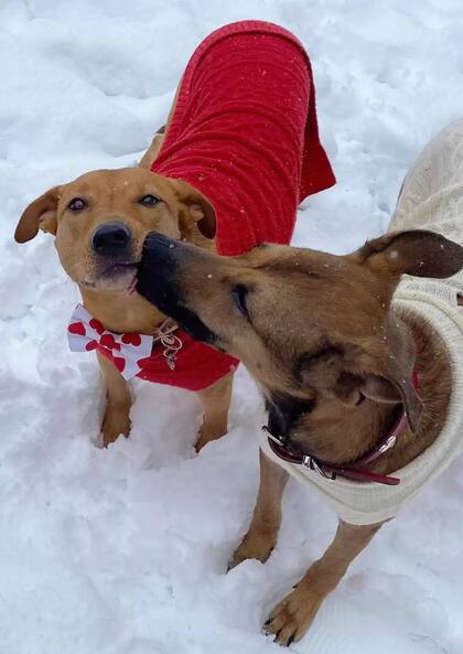 Clementine mostró que confiaba en otros perros.