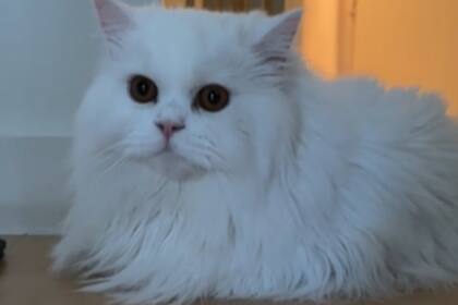 Cleo es una estrella en TikTok (Captura video @cleothecitykitty)