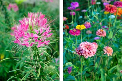Cleome spinosa y zinnia elegans, dos anuales que se pueden cultivar desde semillas