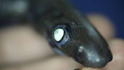 Clerkin descubrió este animal con tan sólo 26 años