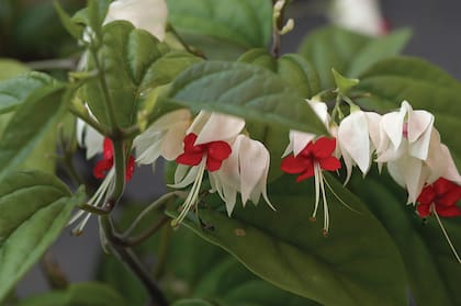 Clerodendrum thomsoniae. Responde al agregado de calcio como fertilizante. Las cáscaras de huevo trituradas que se mezclan con el sustrato son un excelente suplemento de calcio orgánico.