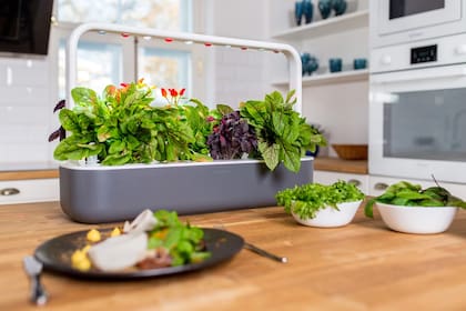 Click & Grow Smart Garden permite cultivar plantas de forma automatizada y sencilla en casa