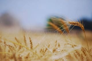 Clima de principios de enero no amenaza a cereales de invierno ucranianos, dicen meteorólogos