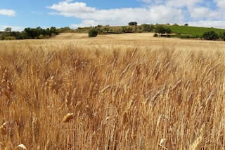 Clima seco favorecerá cosecha de trigo en Argentina, mientras que Brasil se enfrenta a lluvias: LSEG